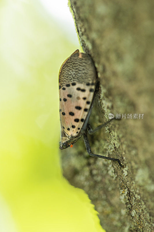 一只斑点灯笼蝇(Lycorma delicatula)在枫树的树干上爬行的特写